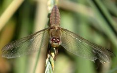 Feuerlibelle (Crocothemis erythraea), Weibchens' Blick