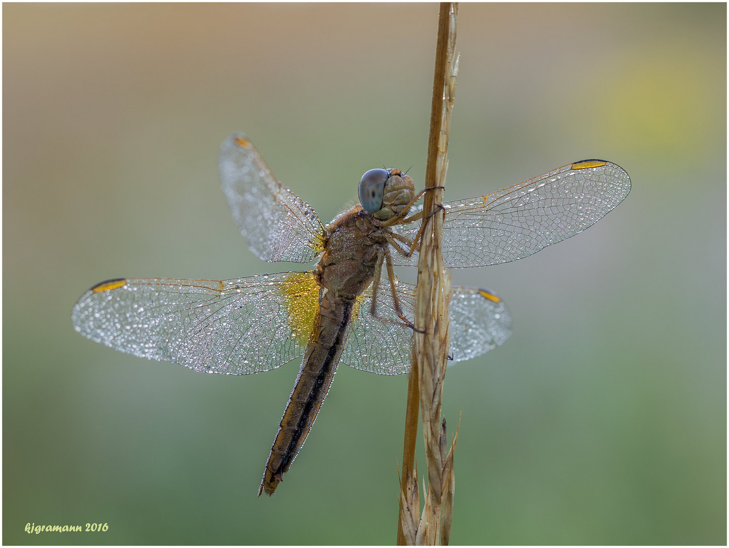 feuerlibelle (crocothemis erythraea) weibl.........