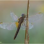 feuerlibelle (crocothemis erythraea) weibl.........