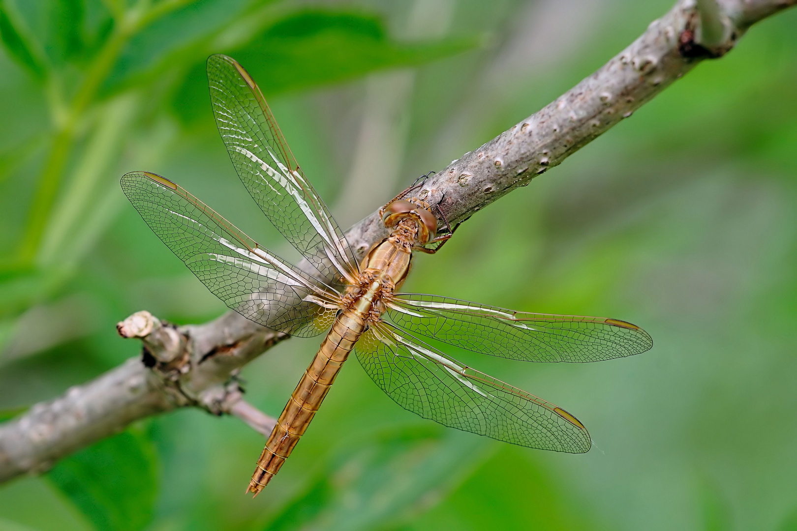 Feuerlibelle (Crocothemis erythraea) weiblich