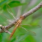 Feuerlibelle (Crocothemis erythraea) weiblich