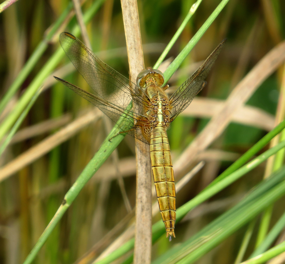 Feuerlibelle (Crocothemis erythraea),Weibchen