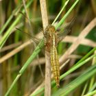 Feuerlibelle (Crocothemis erythraea),Weibchen