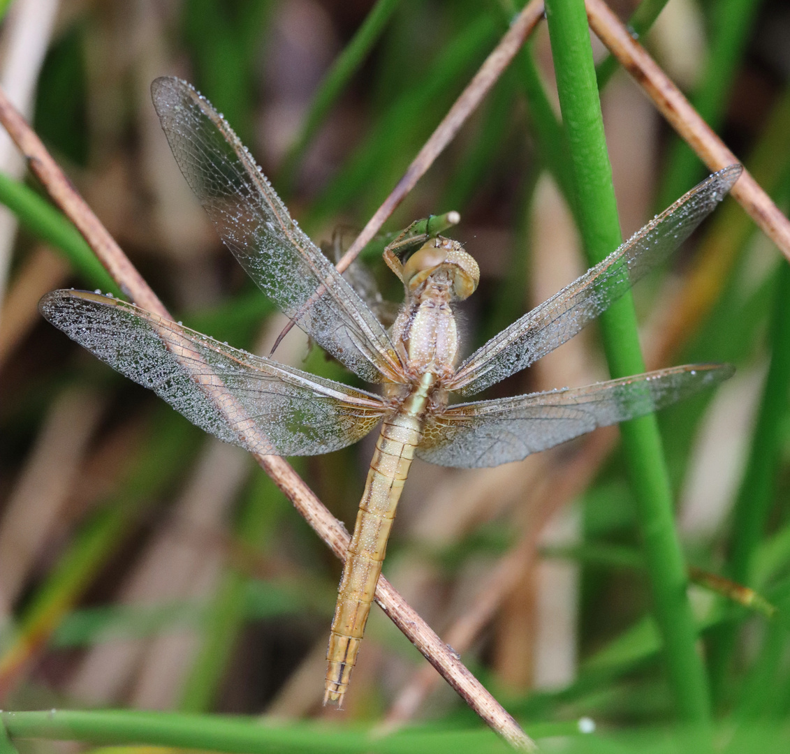 Feuerlibelle (Crocothemis erythraea),Weibchen