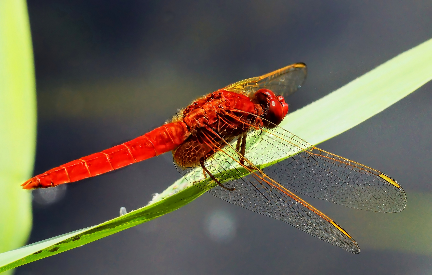 Feuerlibelle (Crocothemis erythrea)