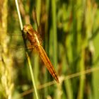 Feuerlibelle (Crocothemis erytraea) Weibchen