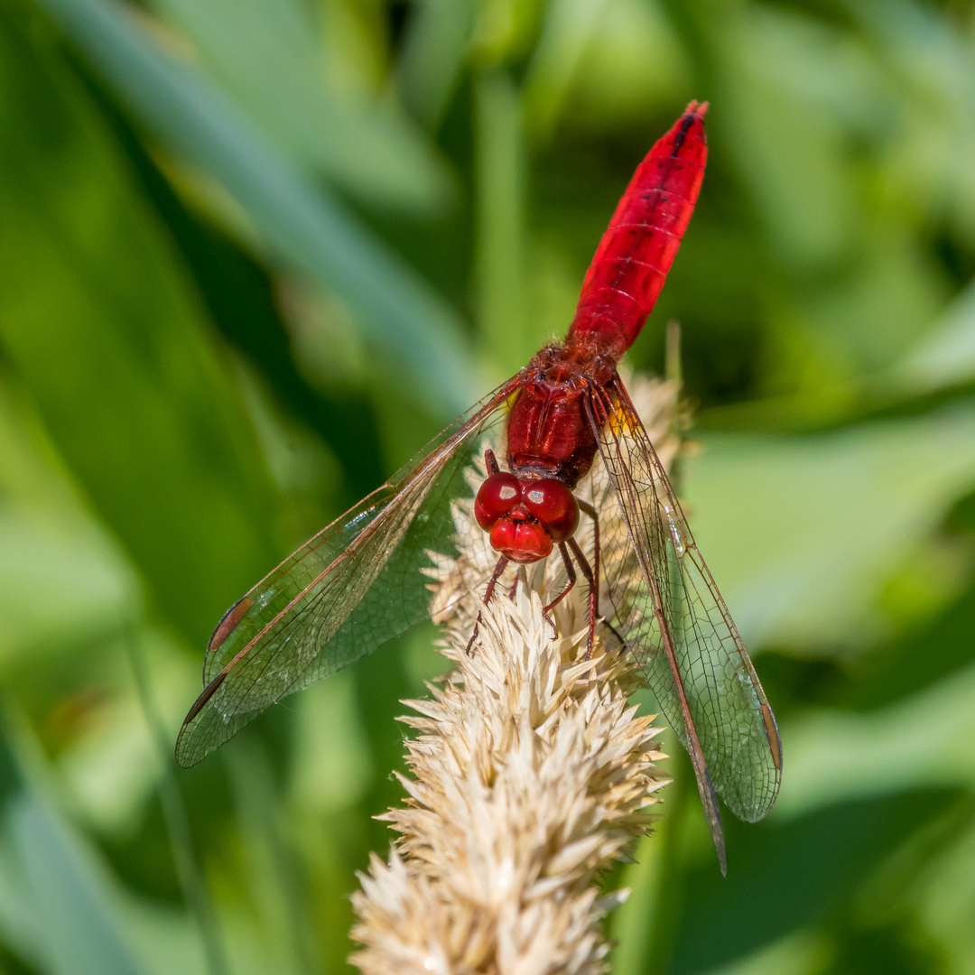 Feuerlibelle