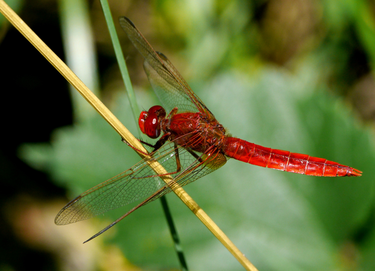 Feuerlibelle