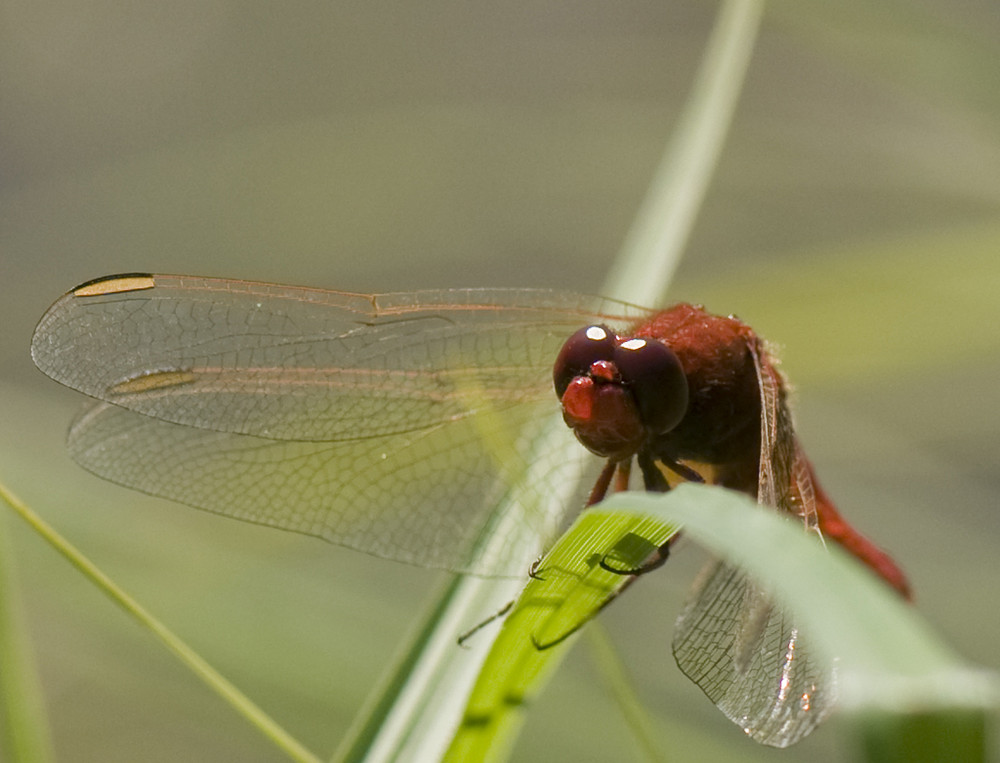 Feuerlibelle