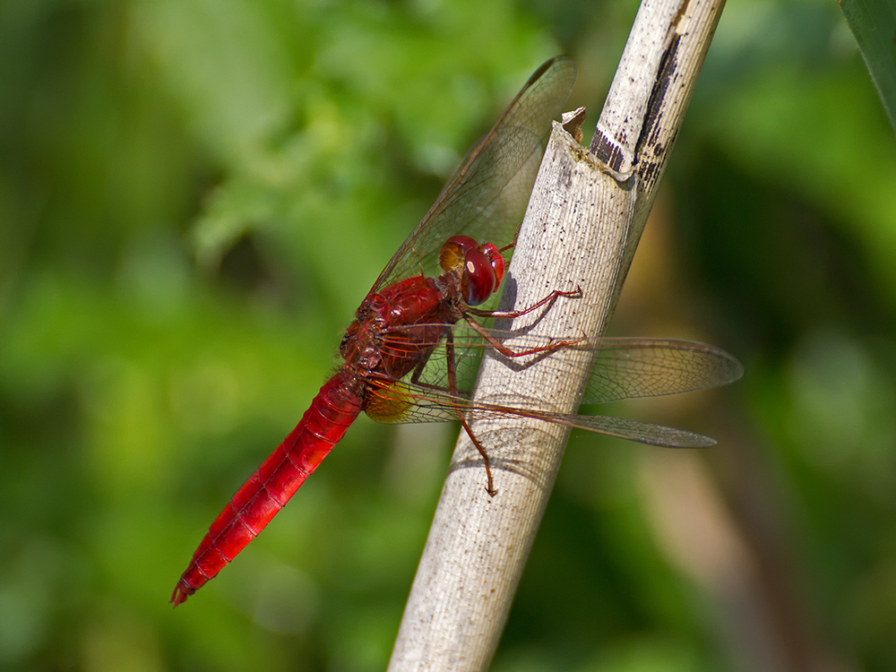 Feuerlibelle