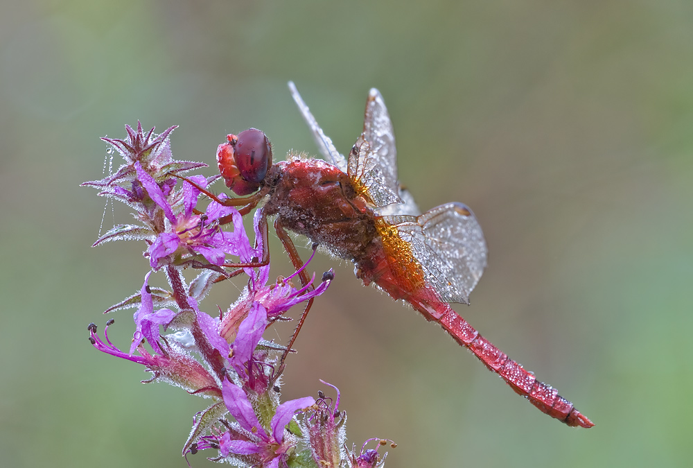 Feuerlibelle