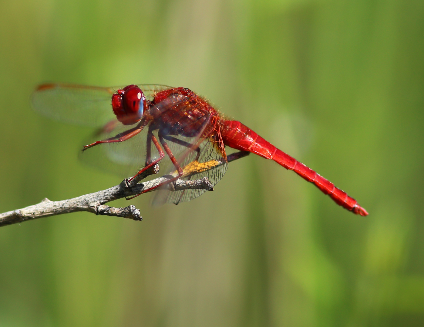 Feuerlibelle