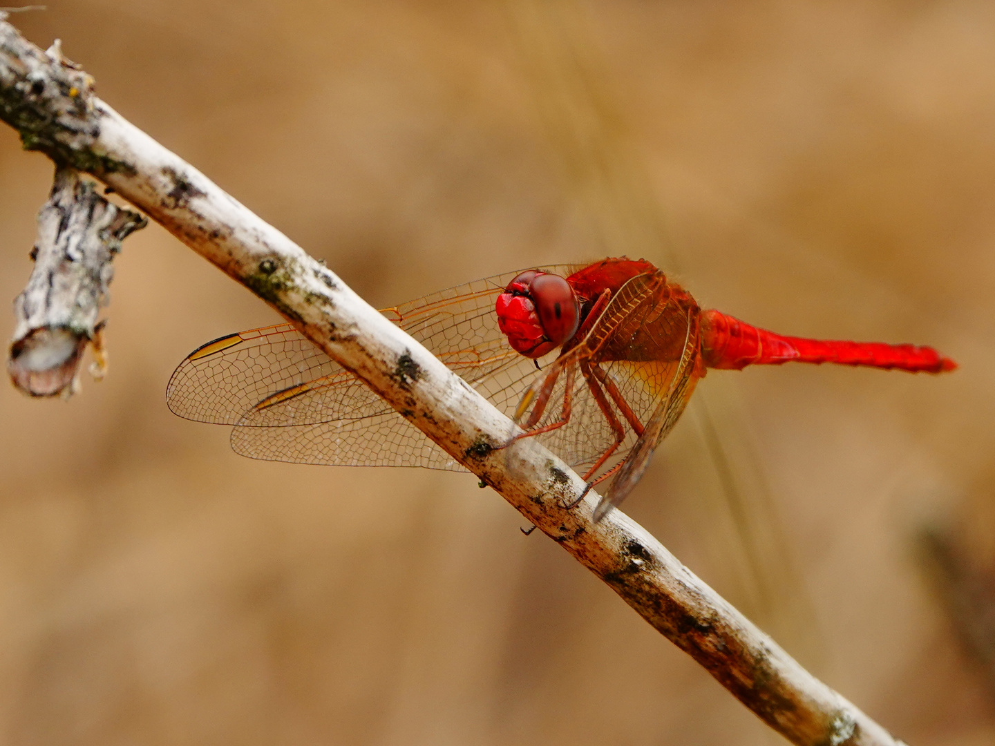 Feuerlibelle