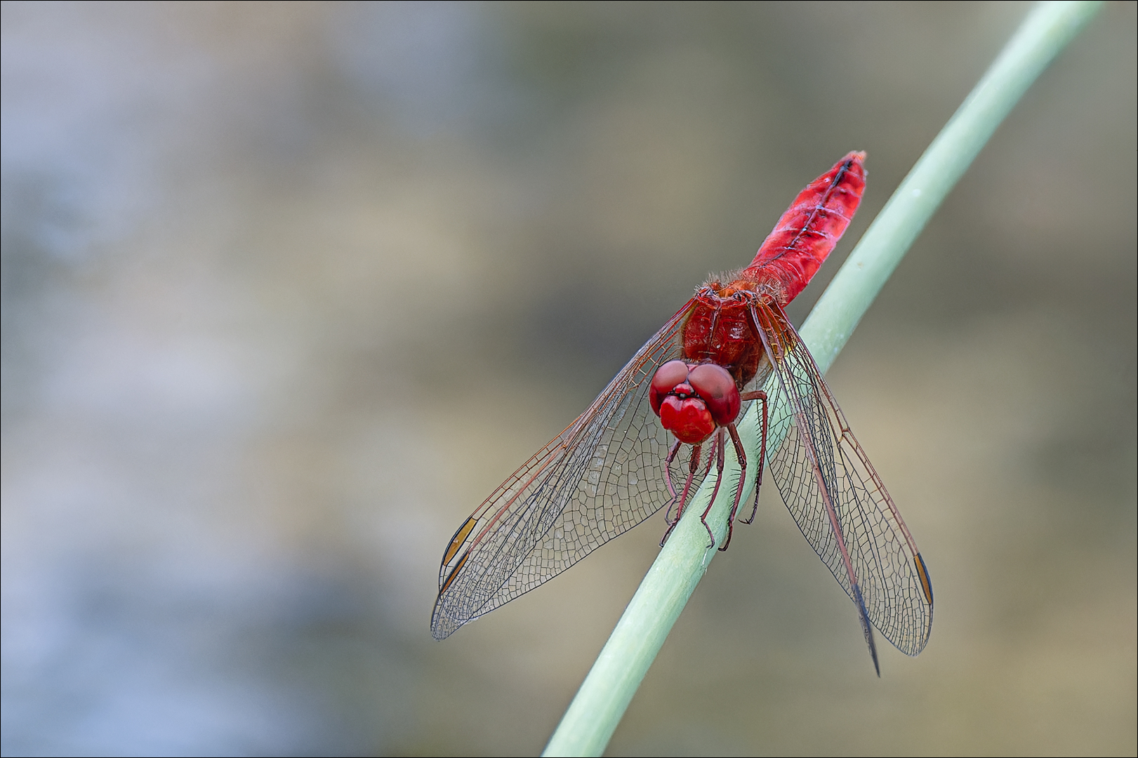 Feuerlibelle