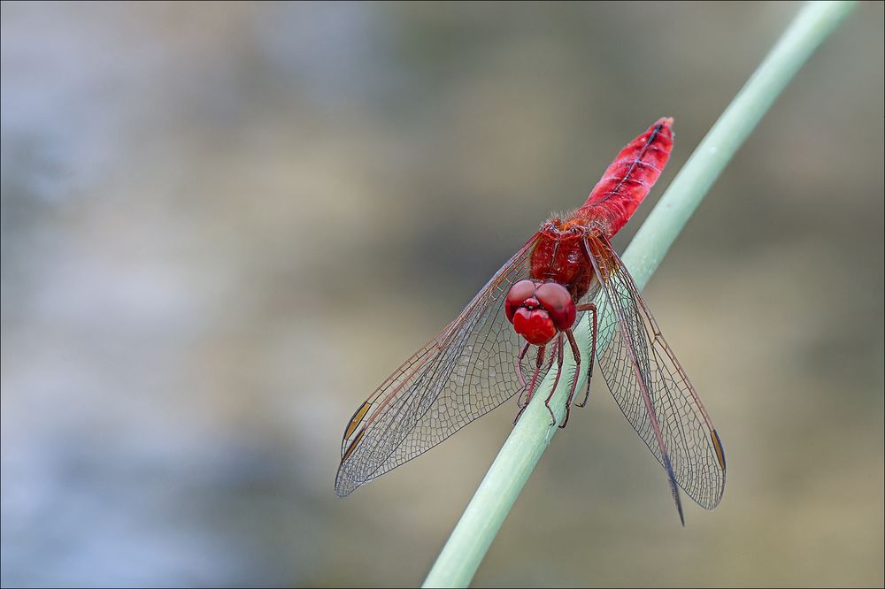 Feuerlibelle