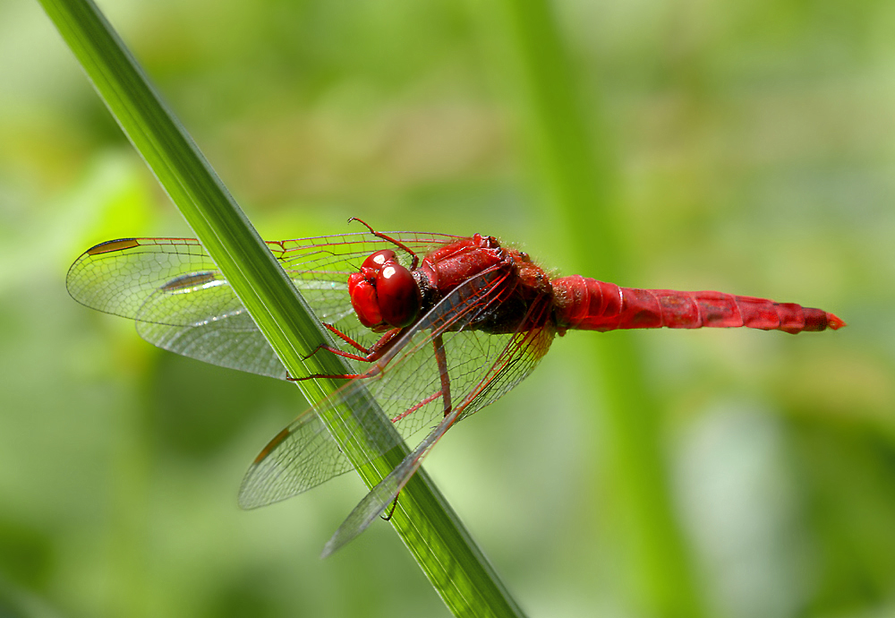 Feuerlibelle