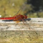 Feuerlibelle: Die darf lange in die Sonne