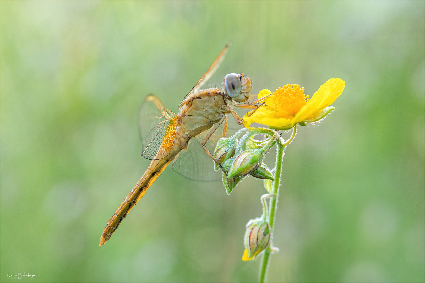 Feuerlibelle