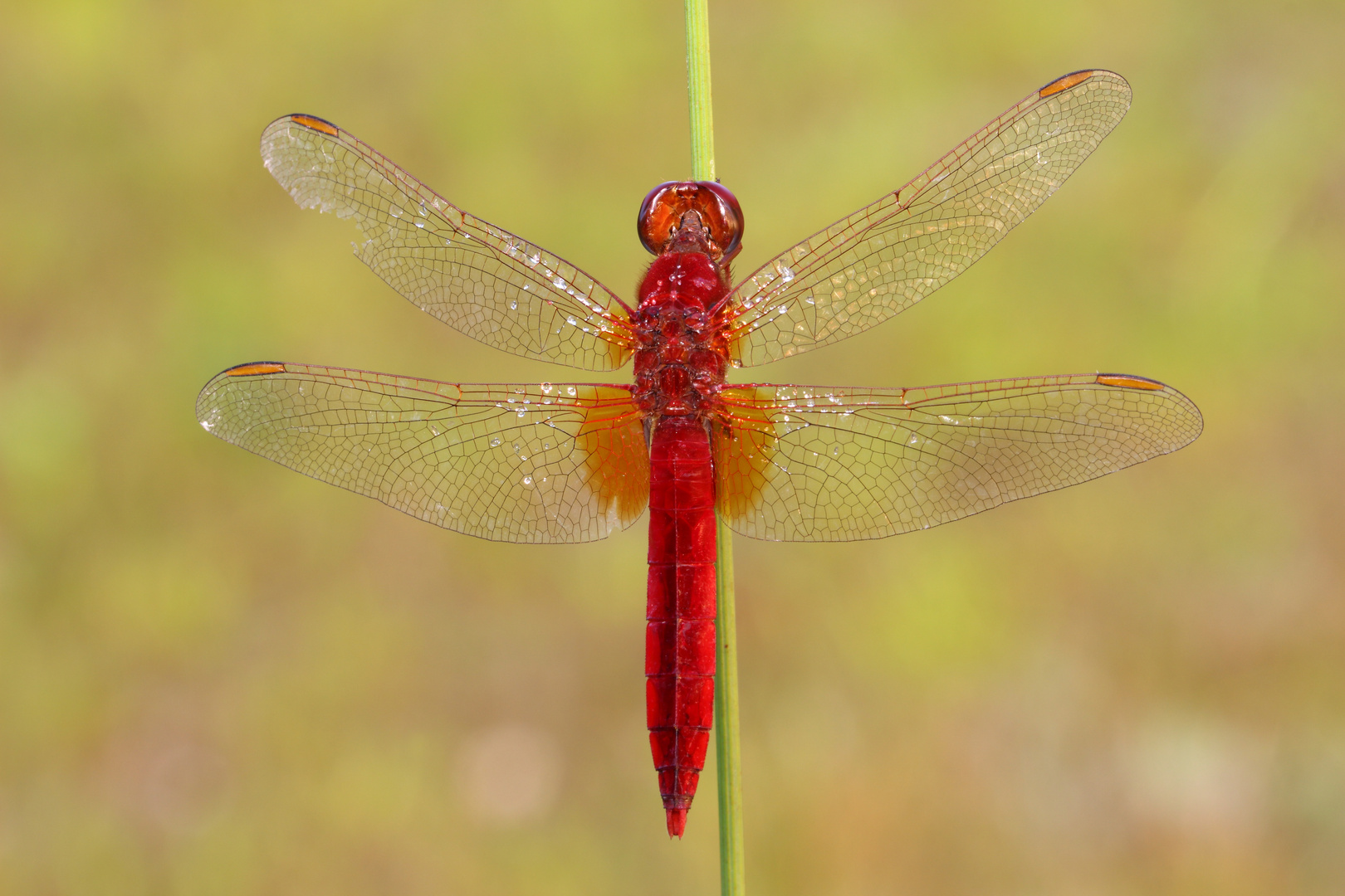 Feuerlibelle