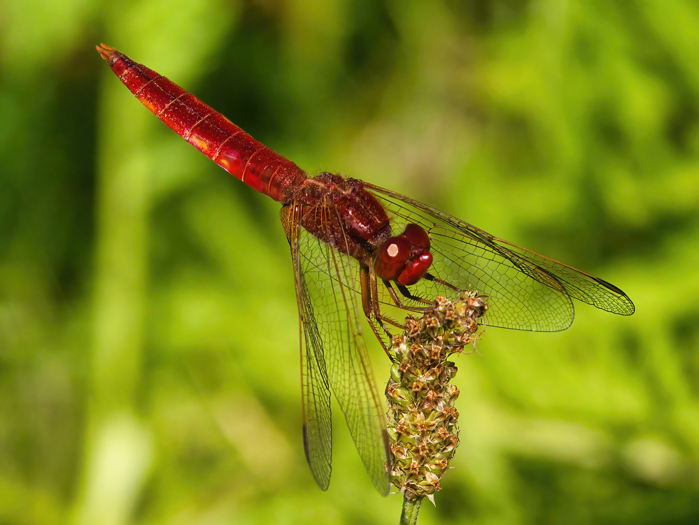 Feuerlibelle