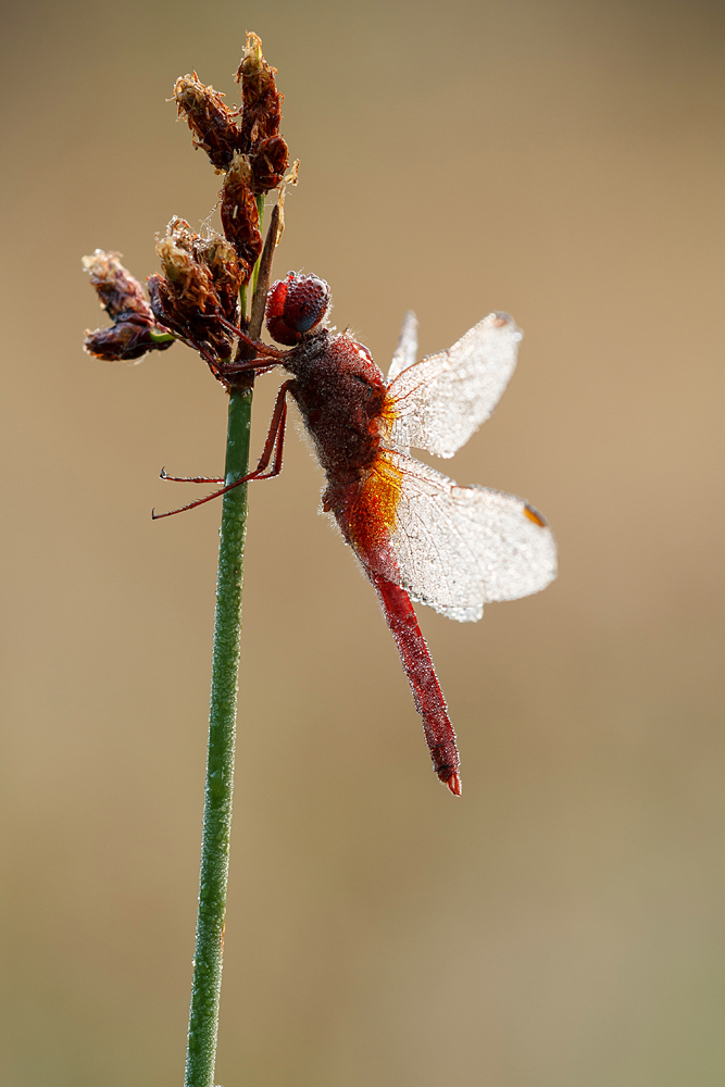 Feuerlibelle