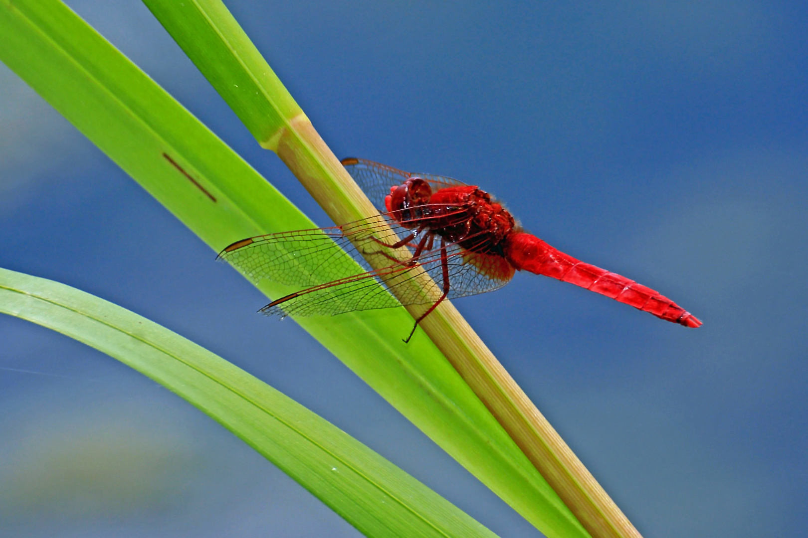 Feuerlibelle