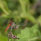 Feuerlibelle Eijsden 15.08.2020