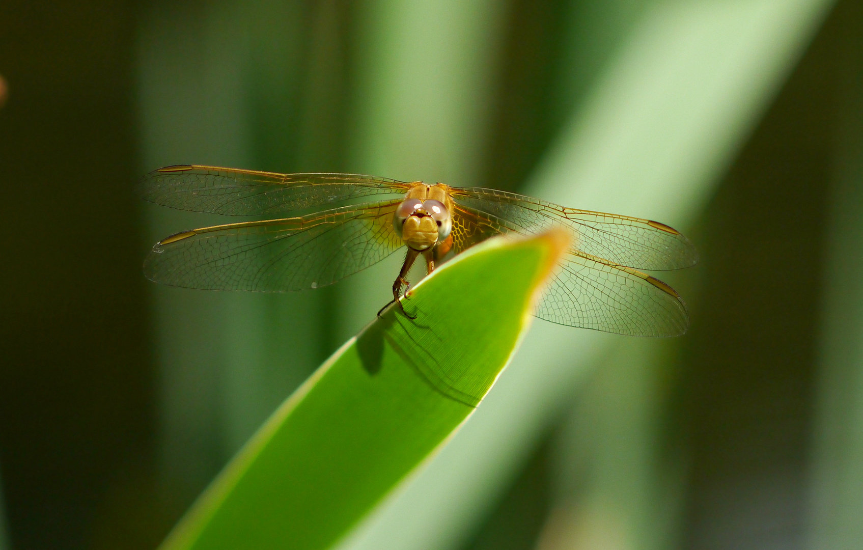 Feuerlibelle (f)