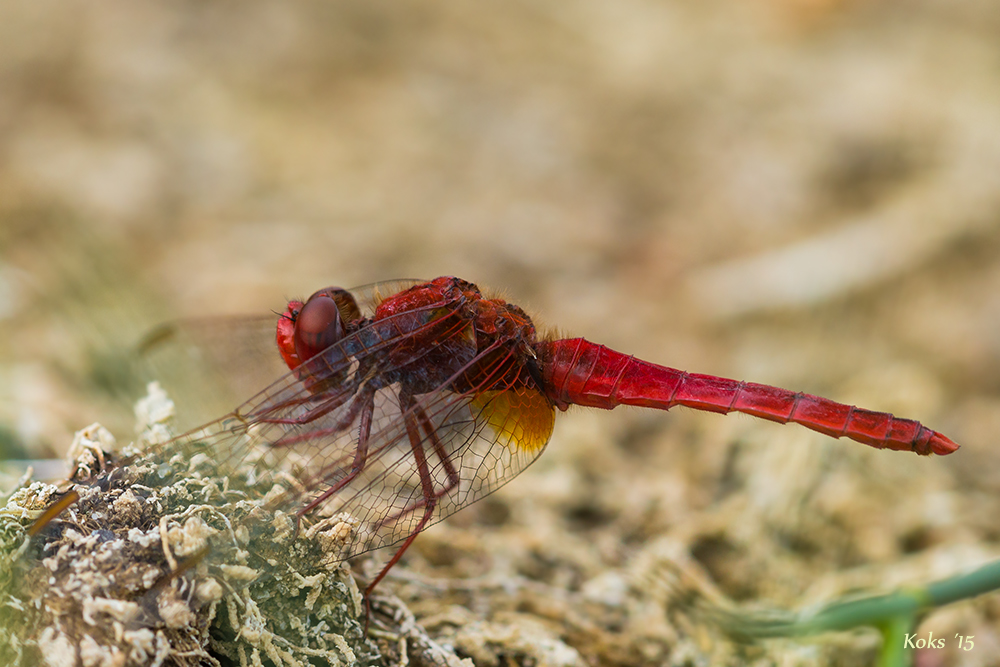 Feuerlibelle