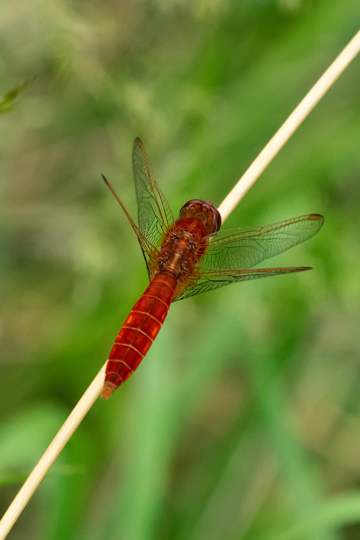 Feuerlibelle