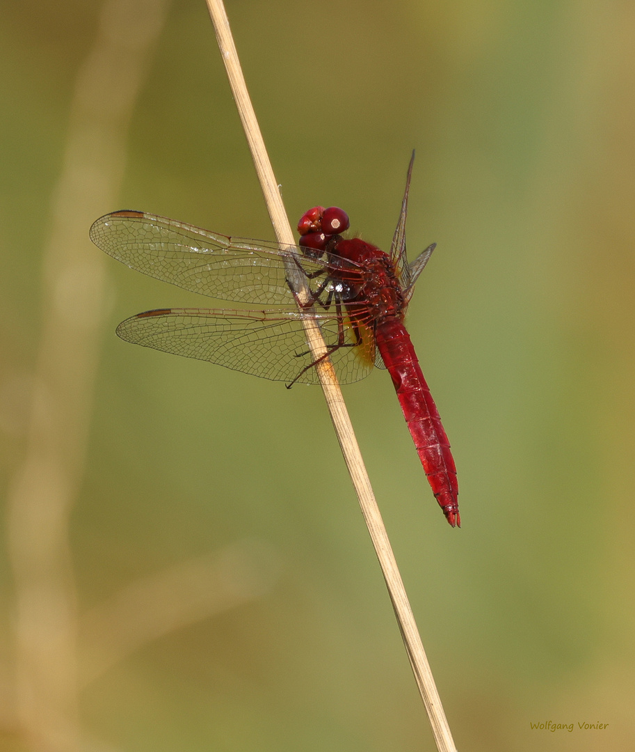 Feuerlibelle