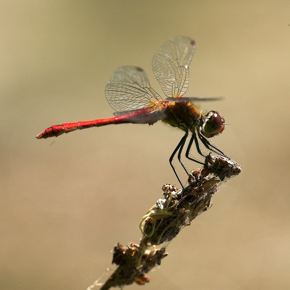 Feuerlibelle