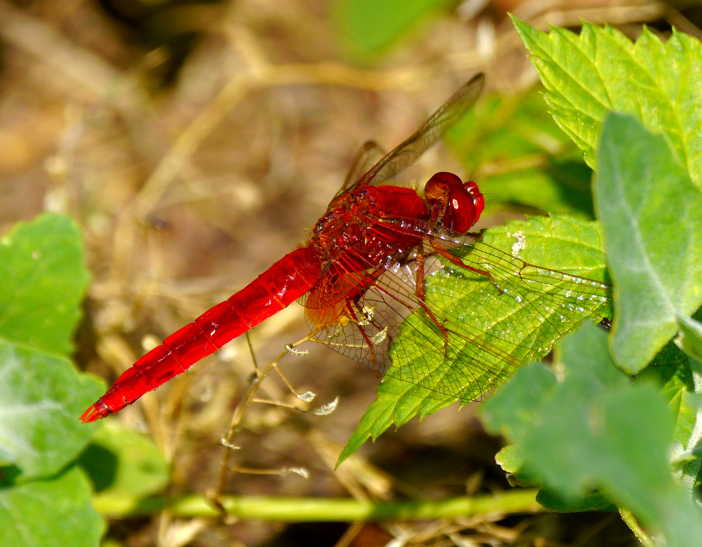 Feuerlibelle ? Foto & Bild | naturimpressionen..., sommer, natur Bilder ...