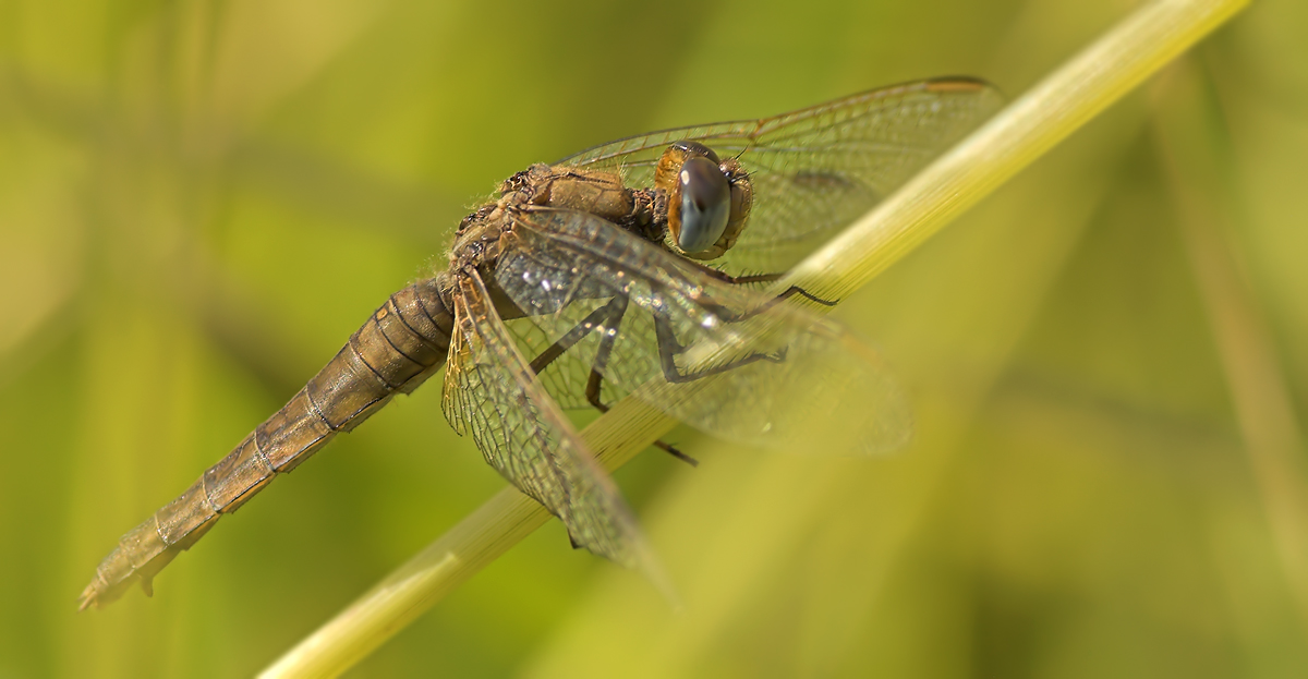 Feuerlibelle, Female