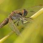 Feuerlibelle, Female