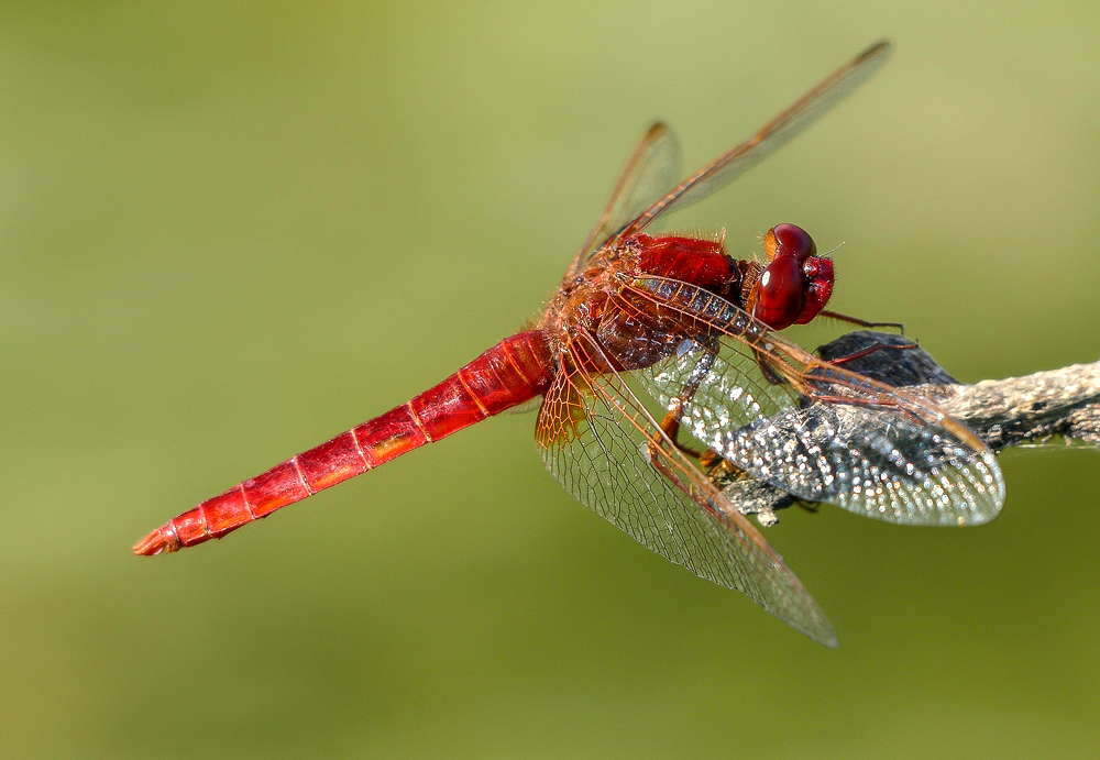 Feuerlibelle II