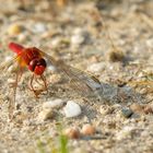 Feuerlibelle im ersten Sonnenlicht