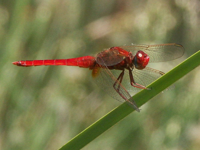 Feuerlibelle im Jardin Canarias, Gran Canaria