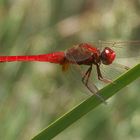 Feuerlibelle im Jardin Canarias, Gran Canaria