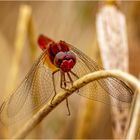 Feuerlibelle im Kornfeld