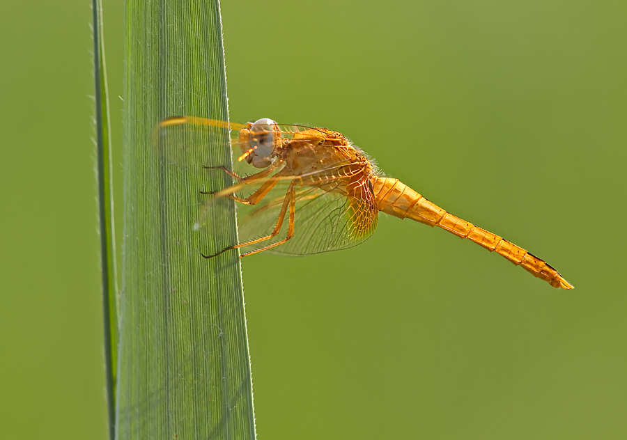 Feuerlibelle, junges Männchen