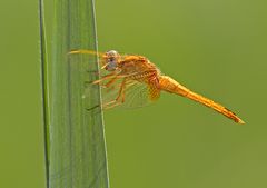 Feuerlibelle, junges Männchen