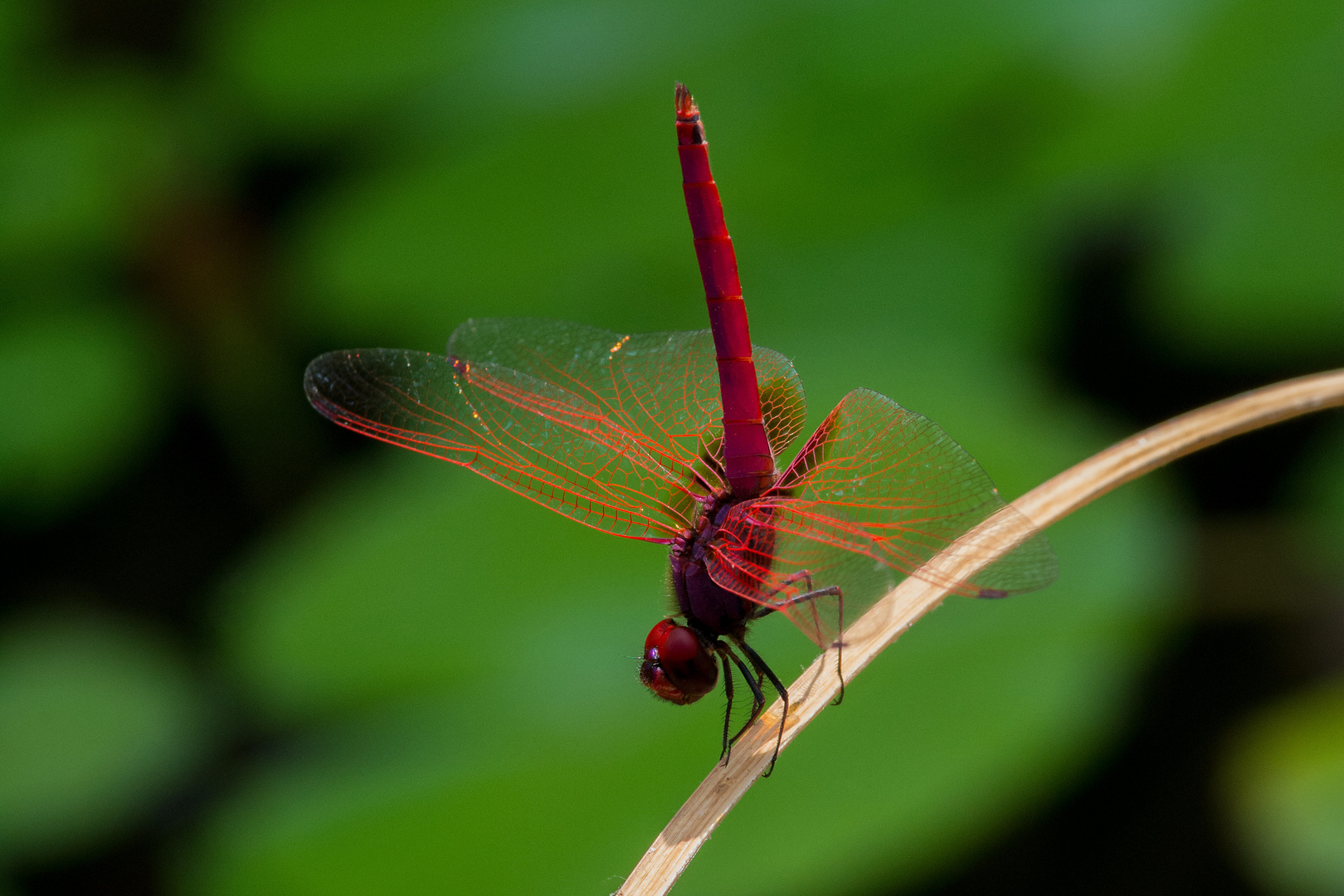 Feuerlibelle Krabi / Thailand