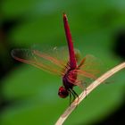 Feuerlibelle Krabi / Thailand