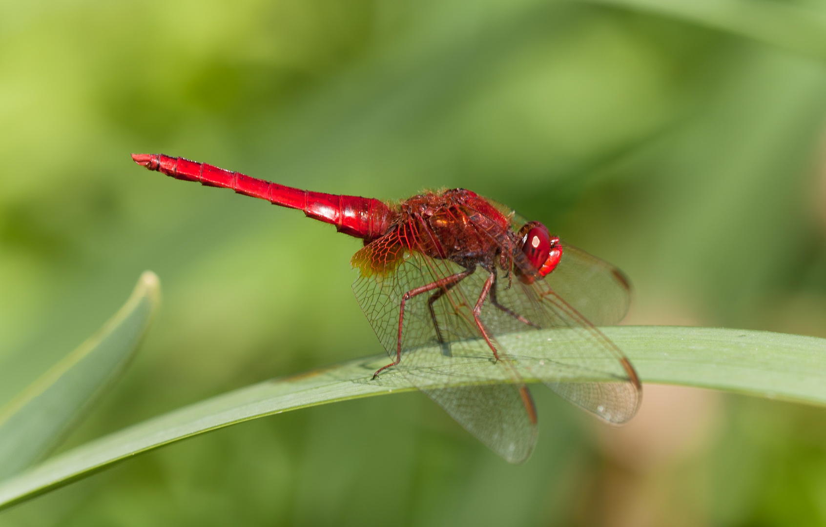 feuerlibelle m.