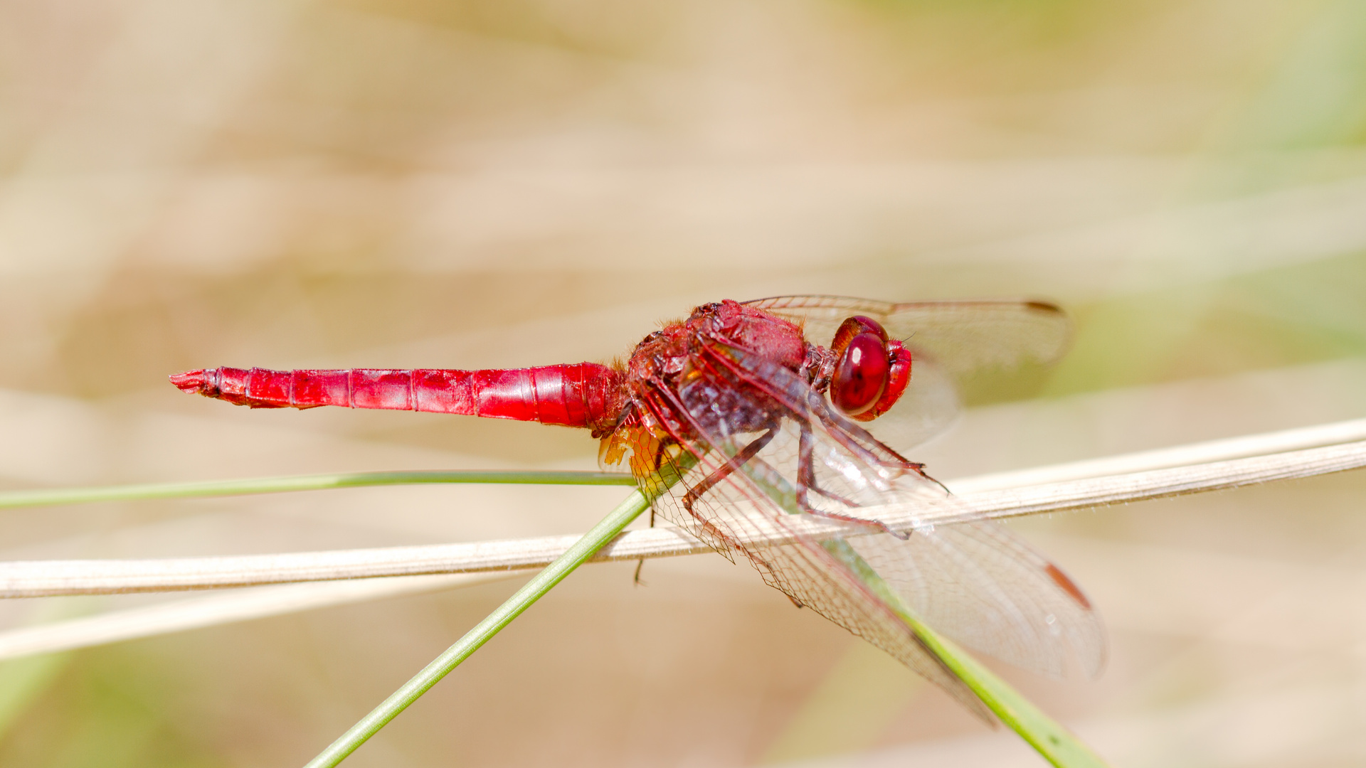 feuerlibelle m.