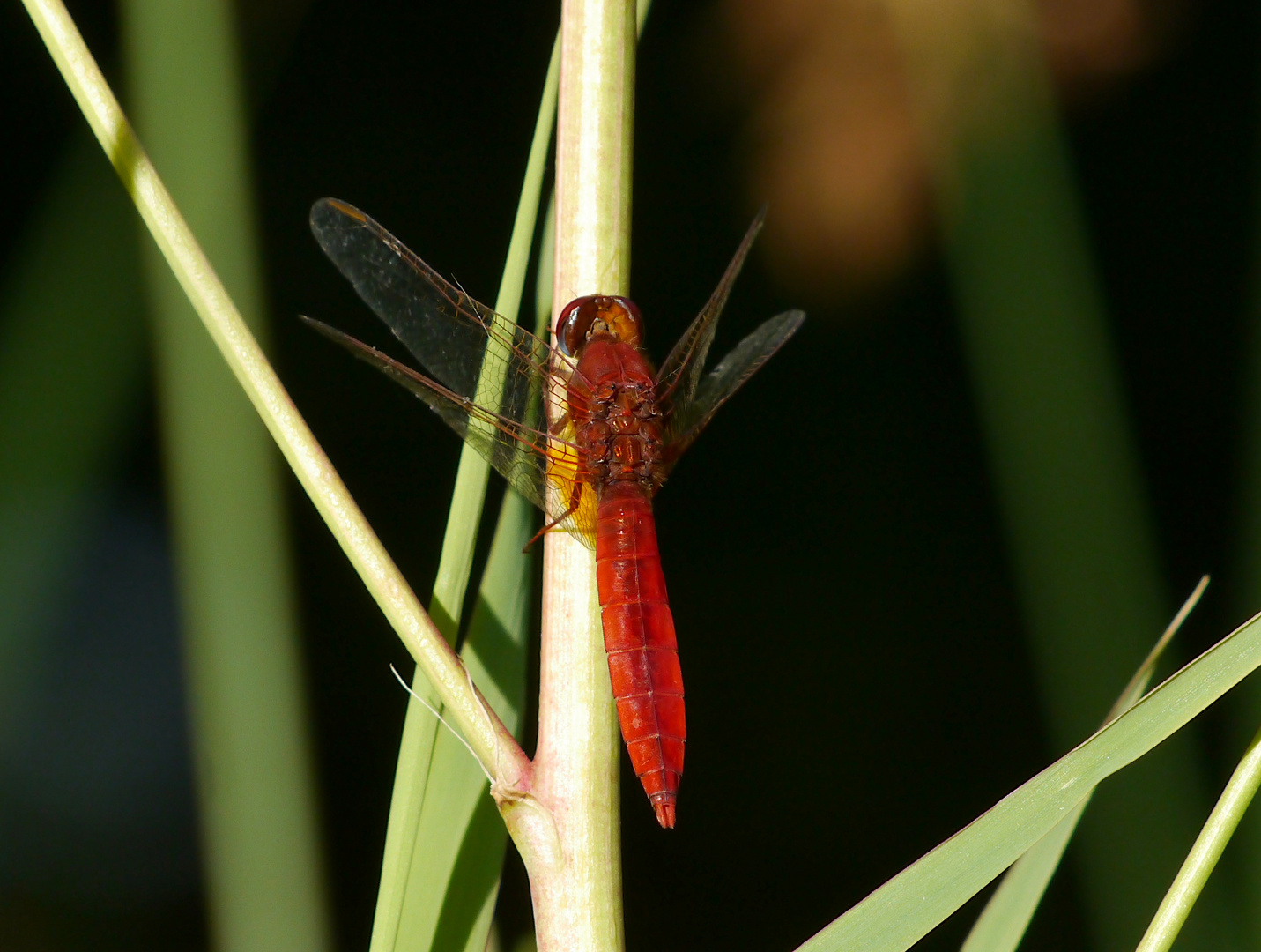 Feuerlibelle (m)