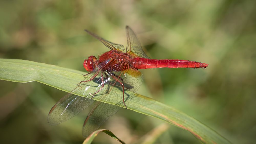 feuerlibelle m.