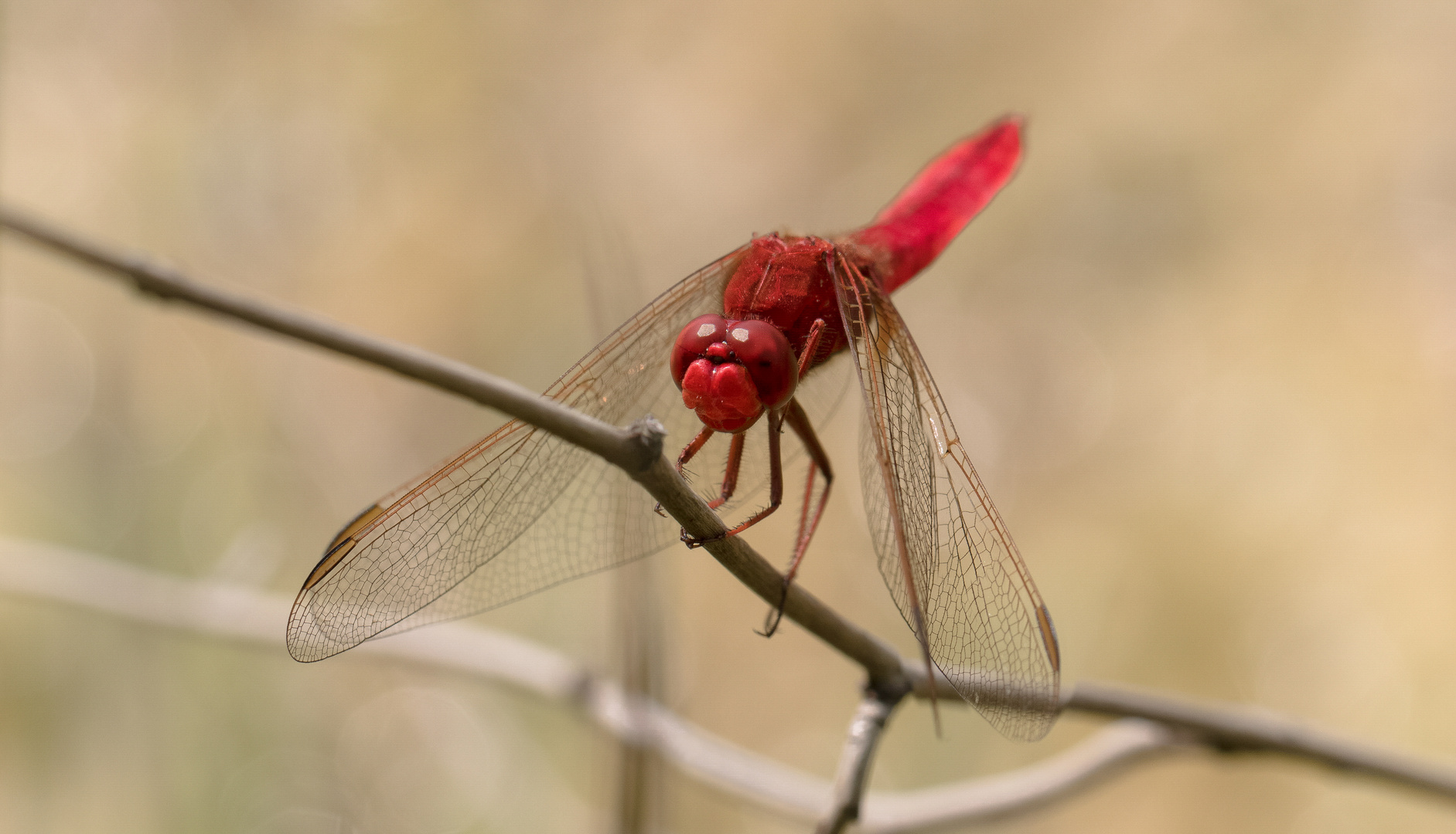 feuerlibelle m.