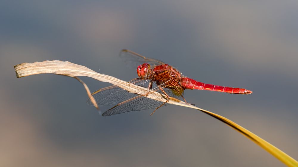 feuerlibelle m.